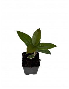 Pianta Hoya Lanceolata...
