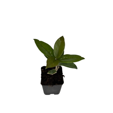 Aeonium Haworthii Plant for Sale-Succulent Plants|Mondo Piante
