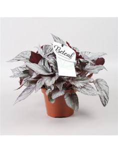 Pianta Begonia Beleaf...