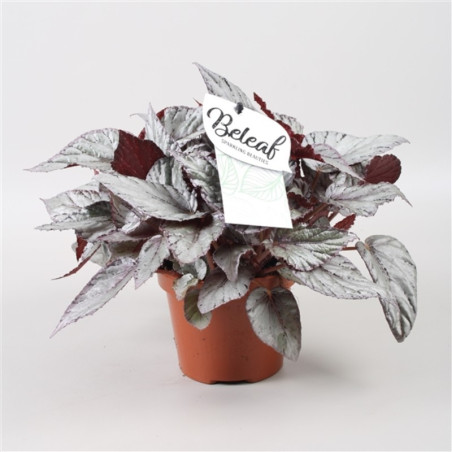 Vendita Pianta di Begonia Arctic Breeze 17cm-Piante Verdi|Mondo Piante
