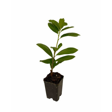 10 Piante di Lauroceraso in vaso 7cm-Piante Da Siepe | Mondo Piante
