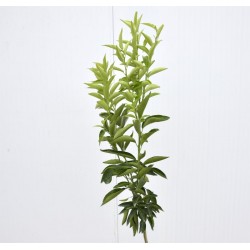 Albero di Clementino 3... 2