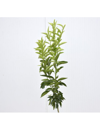 Sale Clementine Tree - Citrus Trees OnLine
