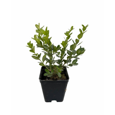 10 Piante di Buxus Faulkner in Vaso 7cm- Vendita Siepi|Mondo Piante