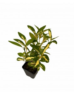 10 Piante di Euonymus... 2