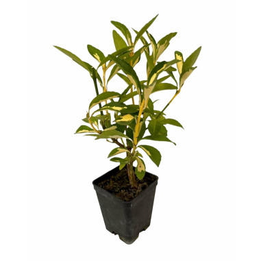 10 Piante Euonymus Livornese in Vaso 7cm-Piante Da Siepe|Mondo Piante