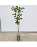 Grapefruit tree