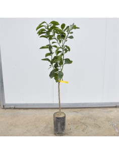 Albero di Pompelmo 3 Anni | Mondo Piante