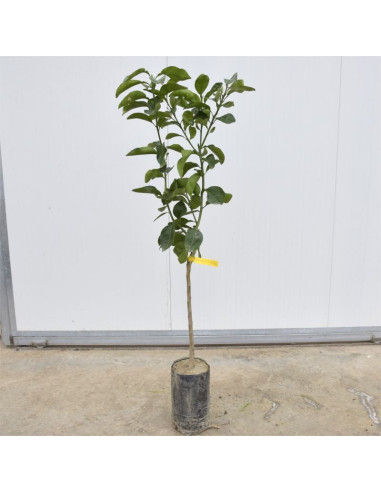 Albero di Pompelmo 3 Anni | Mondo Piante