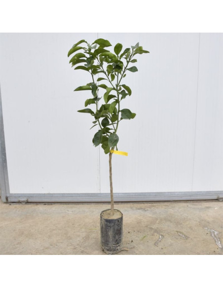 Albero di Pompelmo 3 Anni | Mondo Piante