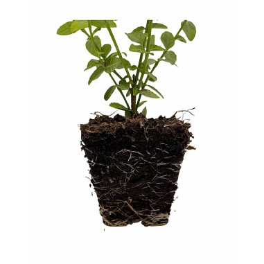 10 Piante Euonymus Emerald Gold Vaso 7cm-Piante Da Siepe|Mondo Piante