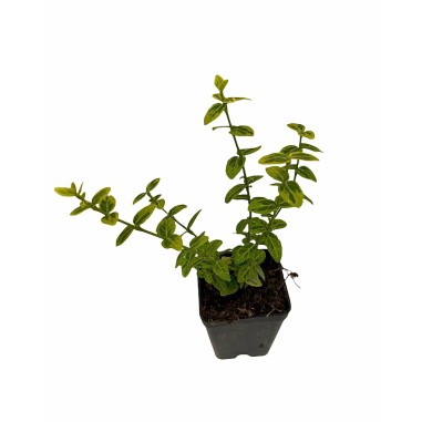 10 Piante Euonymus Emerald Gold Vaso 7cm-Piante Da Siepe|Mondo Piante