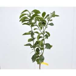 Albero di Pompelmo 3 anni 2