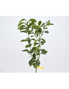Albero di Pompelmo 3 Anni | Mondo Piante 2