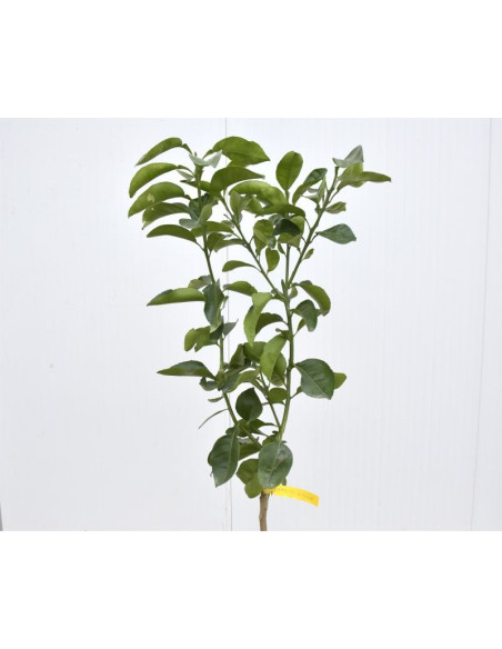 Albero di Pompelmo 3 Anni | Mondo Piante