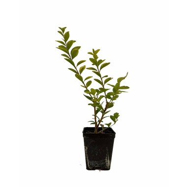 Sale Privet Plant - Hedge Plants Online | Mondo Piante