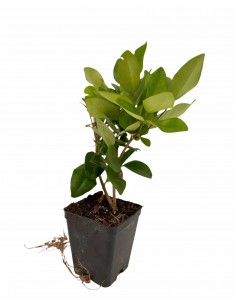 10 Piante Ligustro Japonica... 2