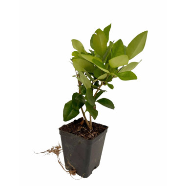 Vendita 10 Piante Ligustro Japonica 7cm - Piante Da Siepe|Mondo Piante