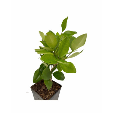 Vendita 10 Piante Ligustro Japonica 7cm - Piante Da Siepe|Mondo Piante