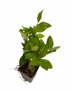 copy of Pianta Ligustro 2