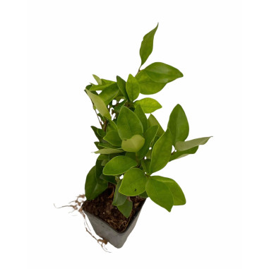 10 Piante di Ligustro Texano in vaso 7cm -Piante Da Siepe|Mondo Piante