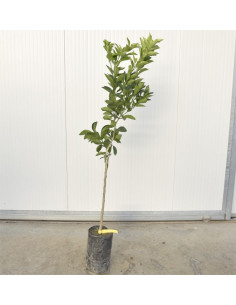 Albero di Mapo 3 Anni | Vendita Agrumi Online | Mondo Piante