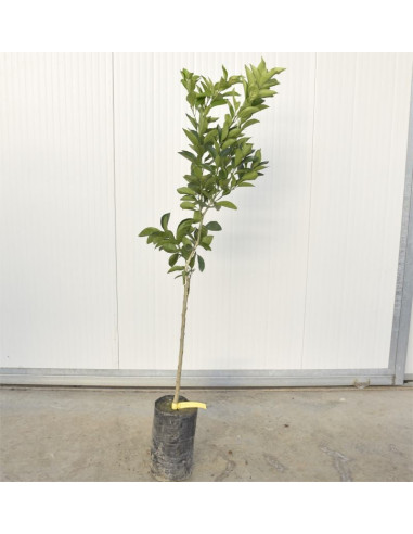 Albero di Mapo 3 Anni | Vendita Agrumi Online | Mondo Piante