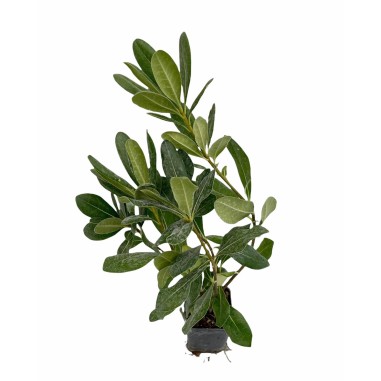 Buy Pitosforo Plant - Hedge Plants Online | Mondo Piante