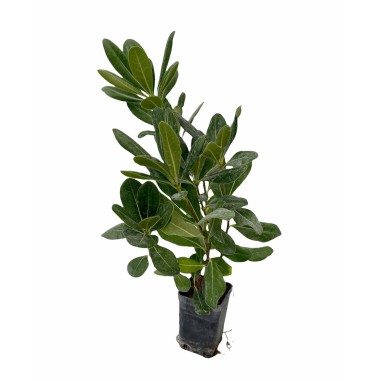 Buy Pitosforo Plant - Hedge Plants Online | Mondo Piante