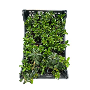 Buy Pitosforo Plant - Hedge Plants Online | Mondo Piante