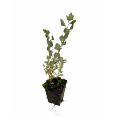 Offerta 10 Piante Atriplex Vaso 7cm | Mondo Piante
