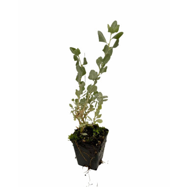 Offerta 10 Piante Atriplex Vaso 7cm | Mondo Piante