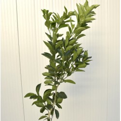 Albero di Mapo 3 anni,... 2