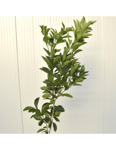 Albero di Mapo 3 Anni | Vendita Agrumi Online | Mondo Piante 2