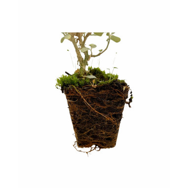 10 Piante di Atriplex Vaso 7cm-Piante Da Siepe|Vivaio Mondo Piante