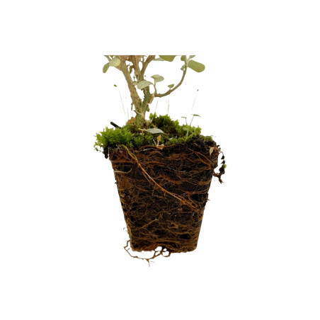 Offerta 10 Piante Atriplex Vaso 7cm | Mondo Piante