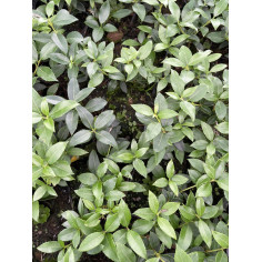 Offerta 10 Piante Osmanthus Vaso 7 | Mondo Piante 2