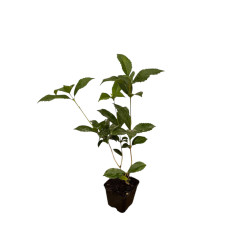 Offerta 10 Piante Osmanthus Vaso 7 | Mondo Piante