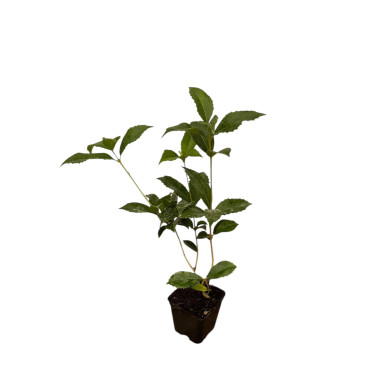 10 Piante di Osmanthus Vaso 7cm- Vendita Piante Da Siepe |Mondo Piante