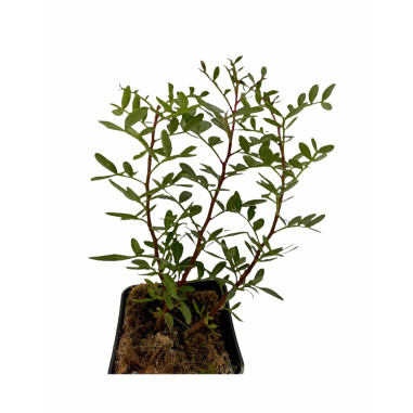 10 Piante di Lentisco in Vaso 7cm-Vendita Piante Da Siepe|Mondo Piante