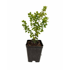 Offerta 10 Piante Myrsine Africana Vaso 7cm | Mondo Piante