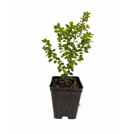 Offerta 10 Piante Myrsine Africana Vaso 7cm | Mondo Piante