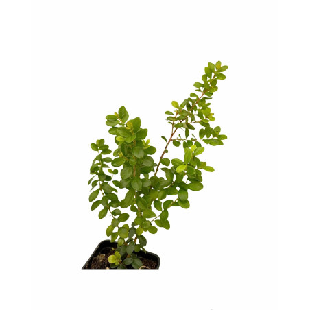 Offerta 10 Piante Myrsine Africana Vaso 7cm | Mondo Piante