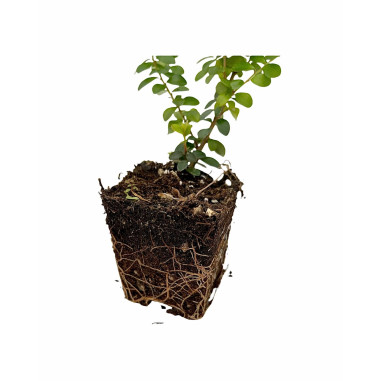 Offerta 10 Piante Myrsine Africana Vaso 7cm | Mondo Piante