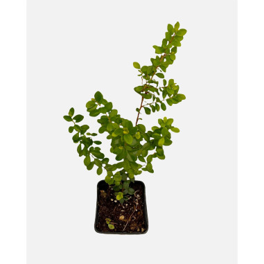 Offerta 10 Piante Myrsine Africana Vaso 7cm | Mondo Piante