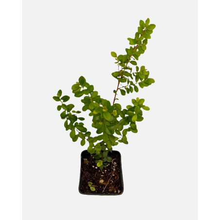 Offerta 10 Piante Myrsine Africana Vaso 7cm | Mondo Piante