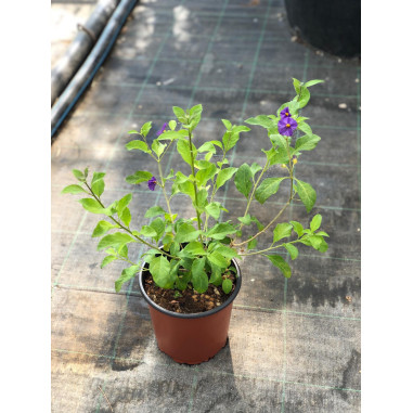 Offerta 10 Piante Solanum Rantonnetii Vaso 7cm | Mondo Piante