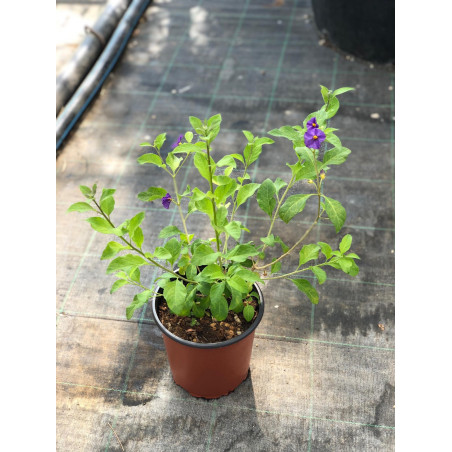 Offerta 10 Piante Solanum Rantonnetii Vaso 7cm | Mondo Piante
