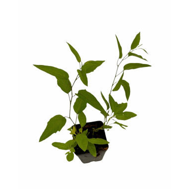 Sale Of Solanum Jasminoides Plant-Climbing Plant|Mondo Piante