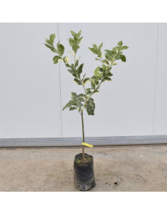 Albero di Limone Rosso in Fitocella | Mondo Piante 2